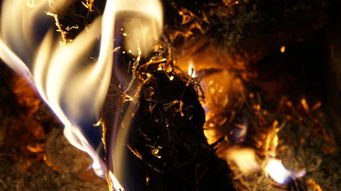 心若刀割，生肖的宿命与坚韧，生命轮回中的磨砺与抉择