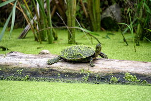 男子独闯哀牢山奇遇，与未知凶兽的惊险对视及本人深度回应