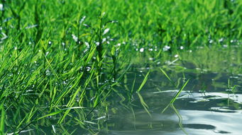 中国畜牧业,转型升级与绿色发展的新篇章 中国畜牧业,转型升级与绿色发展的新篇章