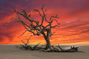医学之光黯然消逝,独子医学博士马尔代夫溺亡之谜与哀思