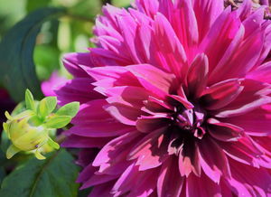 绽放学术之花，牡丹江大学学报的深度探索与时代引领