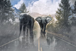 野生动物园惊险一幕，老虎伤人并攻击牛群，安全警钟再次敲响