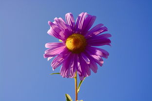 安卓系统的秘密花园,轻松掌握刷机全攻略 安卓系统的秘密花园,轻松掌握刷机全攻略