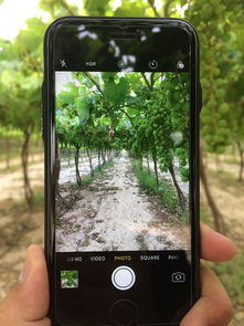 iPhone5与5c,一部经典与革新之旅——解锁科技生活的新色彩 iPhone5与5c,一部经典与革新之旅——解锁科技生活的新色彩