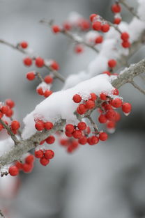 揭秘iPhone 6s Plus,历史、性能与你的科技记忆 揭秘iPhone 6s Plus,历史、性能与你的科技记忆