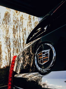 小伙将车停在木棉树下,一场意外的教训与车辆保护的智慧 小伙将车停在木棉树下,一场意外的教训与车辆保护的智慧