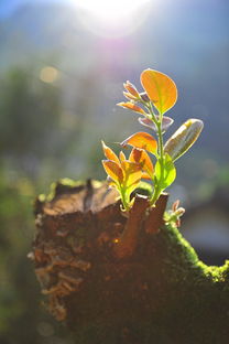 婺源有一棵500岁的树坚强，岁月见证的生命奇迹