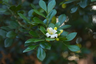 疫情动态更新,31省新增本土确诊13例的分析与防控策略 疫情动态更新,31省新增本土确诊13例的分析与防控策略