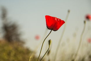 贵阳疫情最新动态，防控措施、影响及市民应对指南