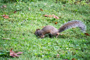 动物百科全书，揭秘自然界的奇妙故事