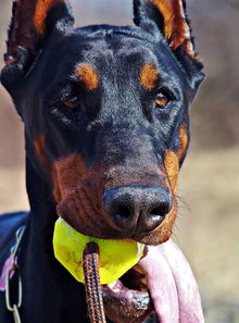 四川疫情新动态,昨日新增本土确诊1例,防控不松懈 四川疫情新动态,昨日新增本土确诊1例,防控不松懈