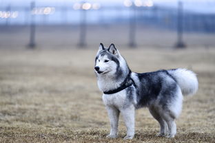 如何撰写引人入胜的动物百科题目，技巧与实例