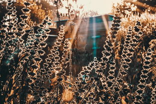 经验主义与理性主义,哲学的两大支柱 经验主义与理性主义,哲学的两大支柱