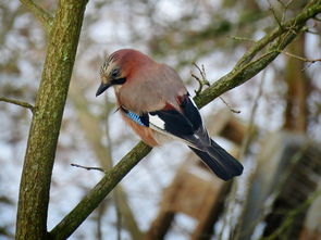 探索动物世界的奥秘,你我身边的科普知识 探索动物世界的奥秘,你我身边的科普知识