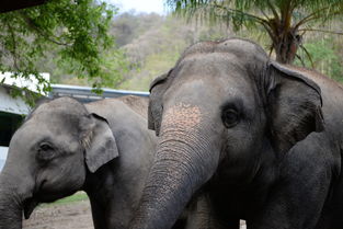 探索生命的奇迹,哺乳动物百科全书 探索生命的奇迹,哺乳动物百科全书