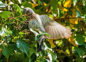 动物王国的宝藏,探索动物类百科全书的世界 动物王国的宝藏,探索动物类百科全书的世界