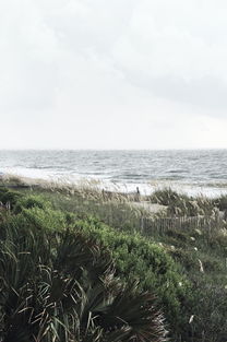 探索自然界的奥秘,国家地理动物百科全书深度解读 探索自然界的奥秘,国家地理动物百科全书深度解读