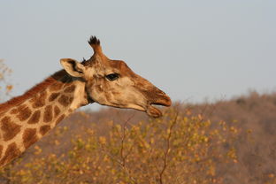 探索动物王国的奥秘，动物百科知识书籍推荐