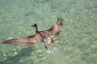 动物百科全书，探索高清图片中的自然奥秘