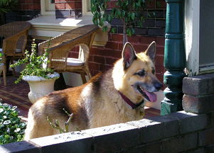 动物问答游戏,开启探索自然奥秘的趣味之旅 动物问答游戏,开启探索自然奥秘的趣味之旅