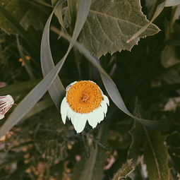 苹果经典对决，深度解析iPhone 5与iPhone 5s的显著差异