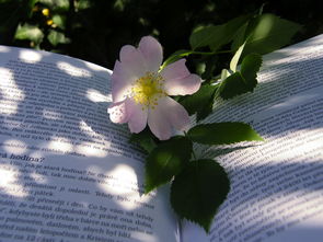 好好疼爱第三集,动漫中的温馨与成长 好好疼爱第三集,动漫中的温馨与成长