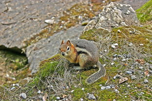 动物小百科,探索动物世界的奇妙之旅 动物小百科,探索动物世界的奇妙之旅