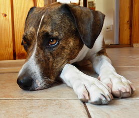 动物王国的奥秘,趣味科普问答大揭秘 动物王国的奥秘,趣味科普问答大揭秘