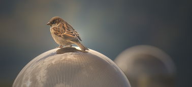 探索动物王国的奥秘，动物百科全书视频的魅力与价值
