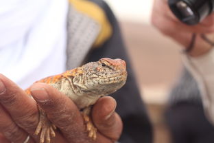 动物界的变色大师,变色龙的奇妙世界 动物界的变色大师,变色龙的奇妙世界