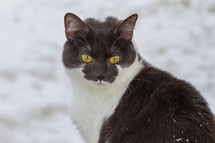 动物王国的秘密，动物知识竞赛题库大全