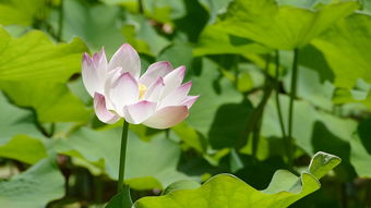 古风之美,揭秘那些令人惊艳的古风名字 古风之美,揭秘那些令人惊艳的古风名字